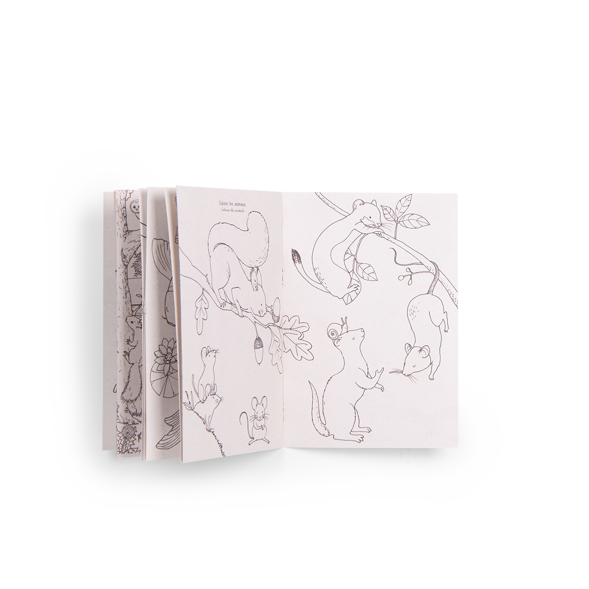 Coffret decouverte animaux du jardin Le jardin du moulin