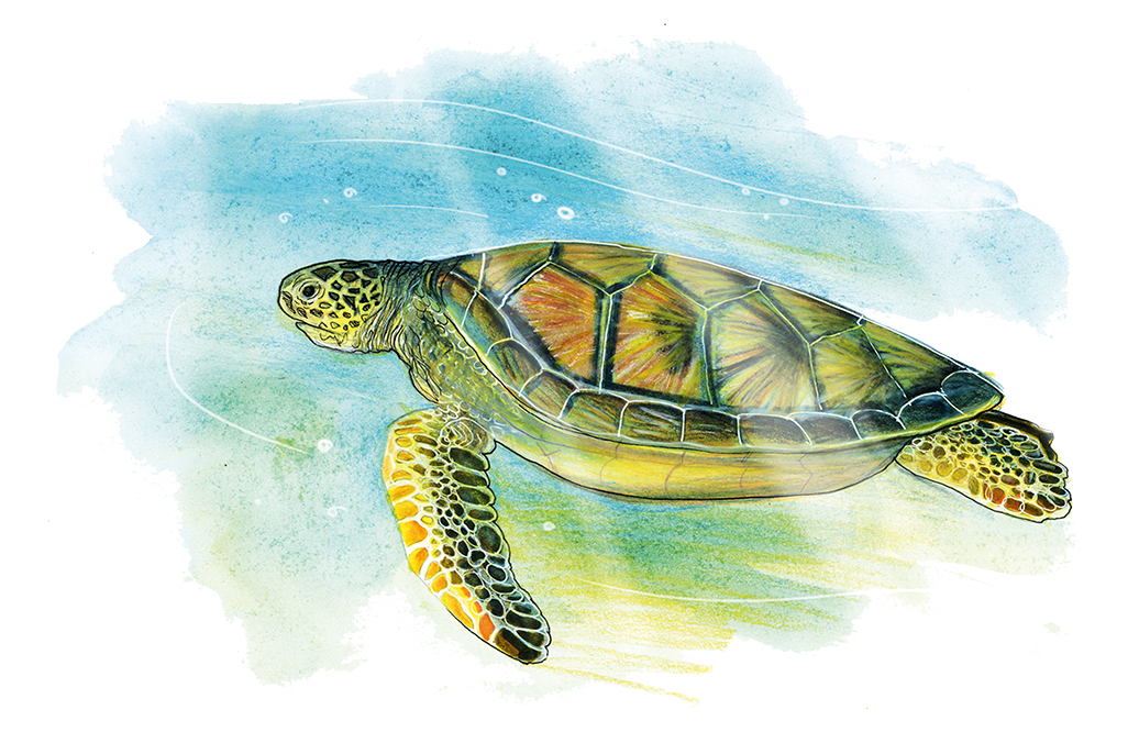 Sur les traces de Darwin Gigamic